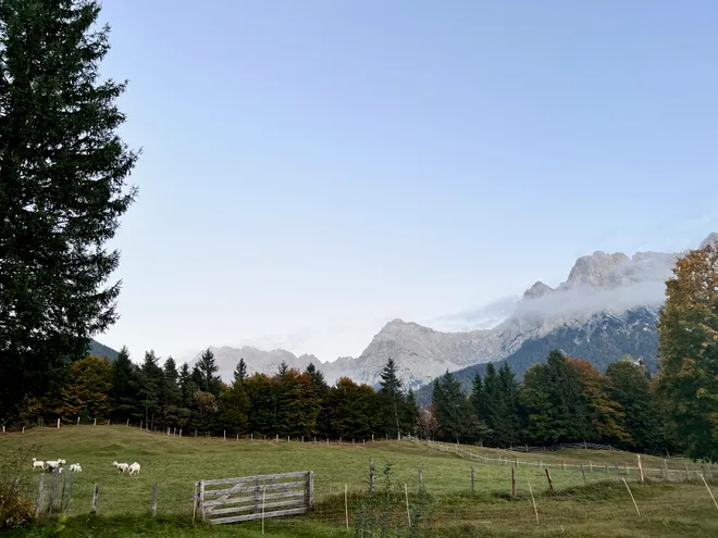 Sheep grazing in a fenced alpine meadow, mist lying along the ridge behind the treeline