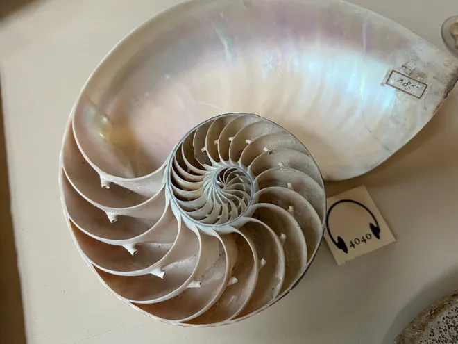 A sectioned nautilus shell showing its pearly spiral of chambers, beside an audio guide number card